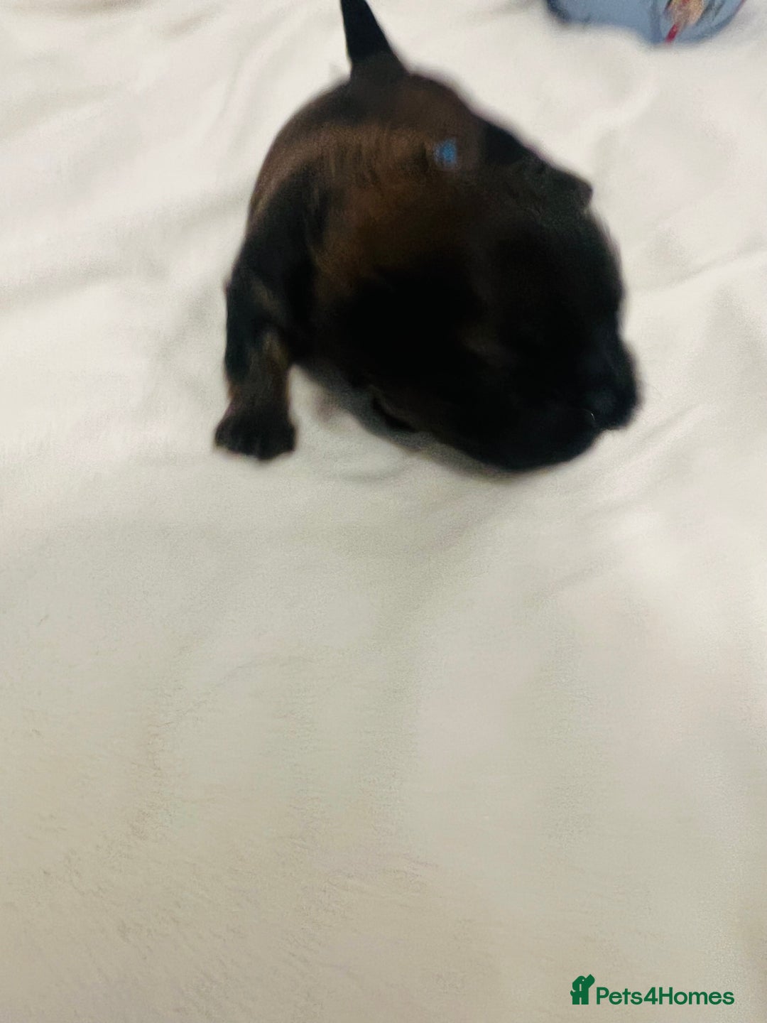 Shih Tzu dogs for sale: KC registered pure breed imperial shihtzu puppies  - Advert 25