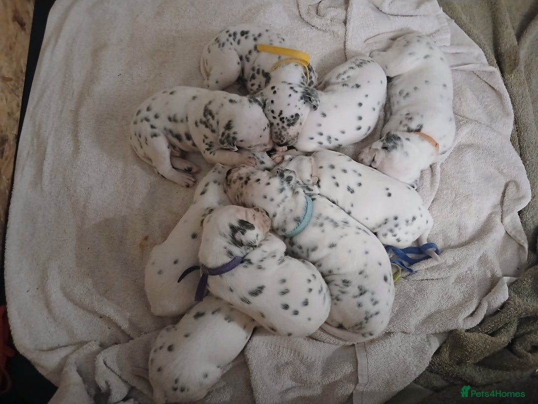 Dalmatian dogs for sale: Pedigree Dalmatian Puppies - Image 10
