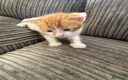 British Shorthair cats for sale: Calico kittens - Image 6