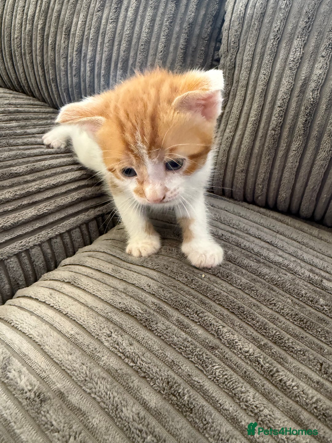 British Shorthair cats for sale: Calico kittens - Image 6