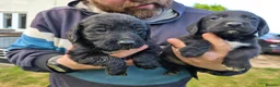 Mixed Breed dogs for sale: Sprockerdors - Advert 7