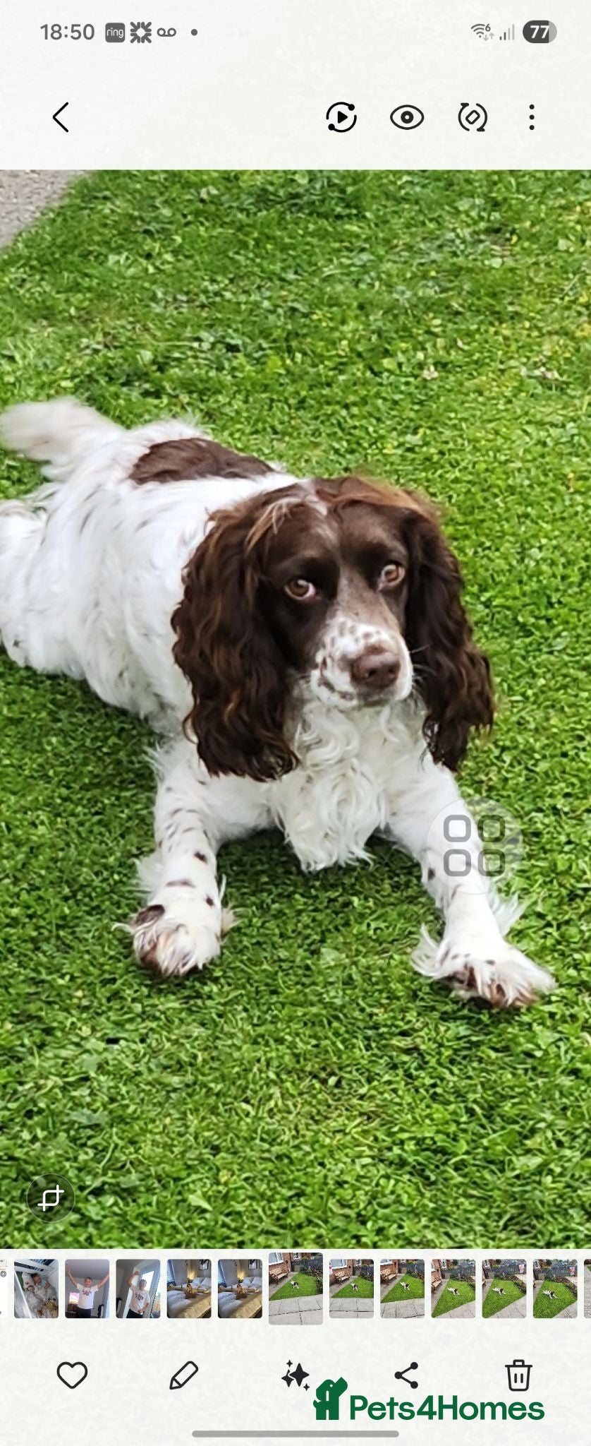 Cocker Spaniel dogs Cocker spaniels ready to by 31st of this month - Advert 1