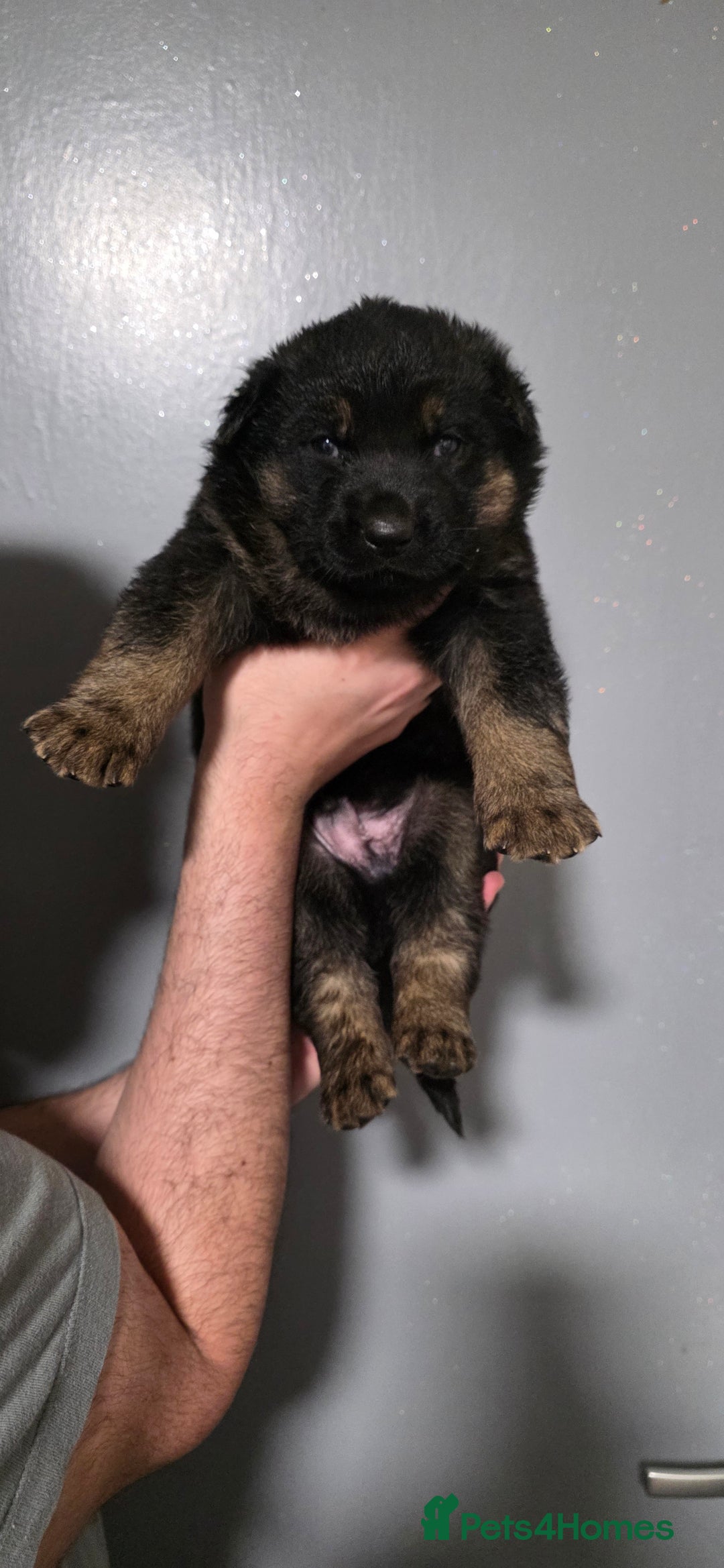 German Shepherd dogs for sale: German Shepherd puppies for sale - Advert 2