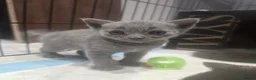 Mixed Breed cats for sale: 6x Gorgeous kittens - Advert 28
