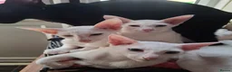 Oriental cats for sale: Adorable oriental kittens for sale - Advert 23