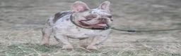 French Bulldog dogs for stud: Isabella & tan merle - Advert 4