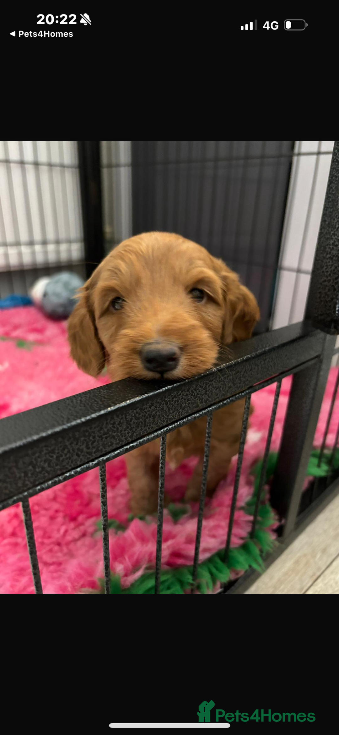 Australian Labradoodle dogs for sale: Gorgeous Mr Green still available - Advert 5