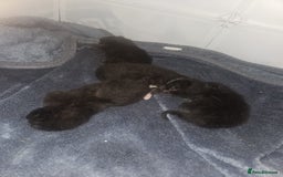 British Shorthair cats for sale: 4 beautiful kittens for sale  - Image 24