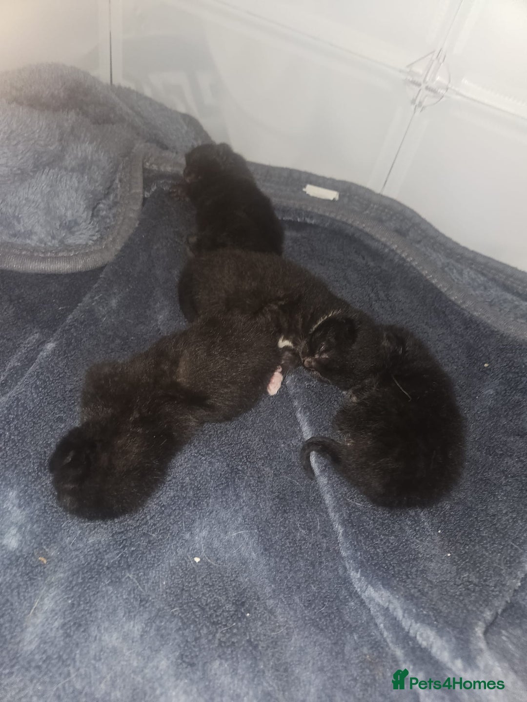 British Shorthair cats for sale: 4 beautiful kittens for sale  - Image 24