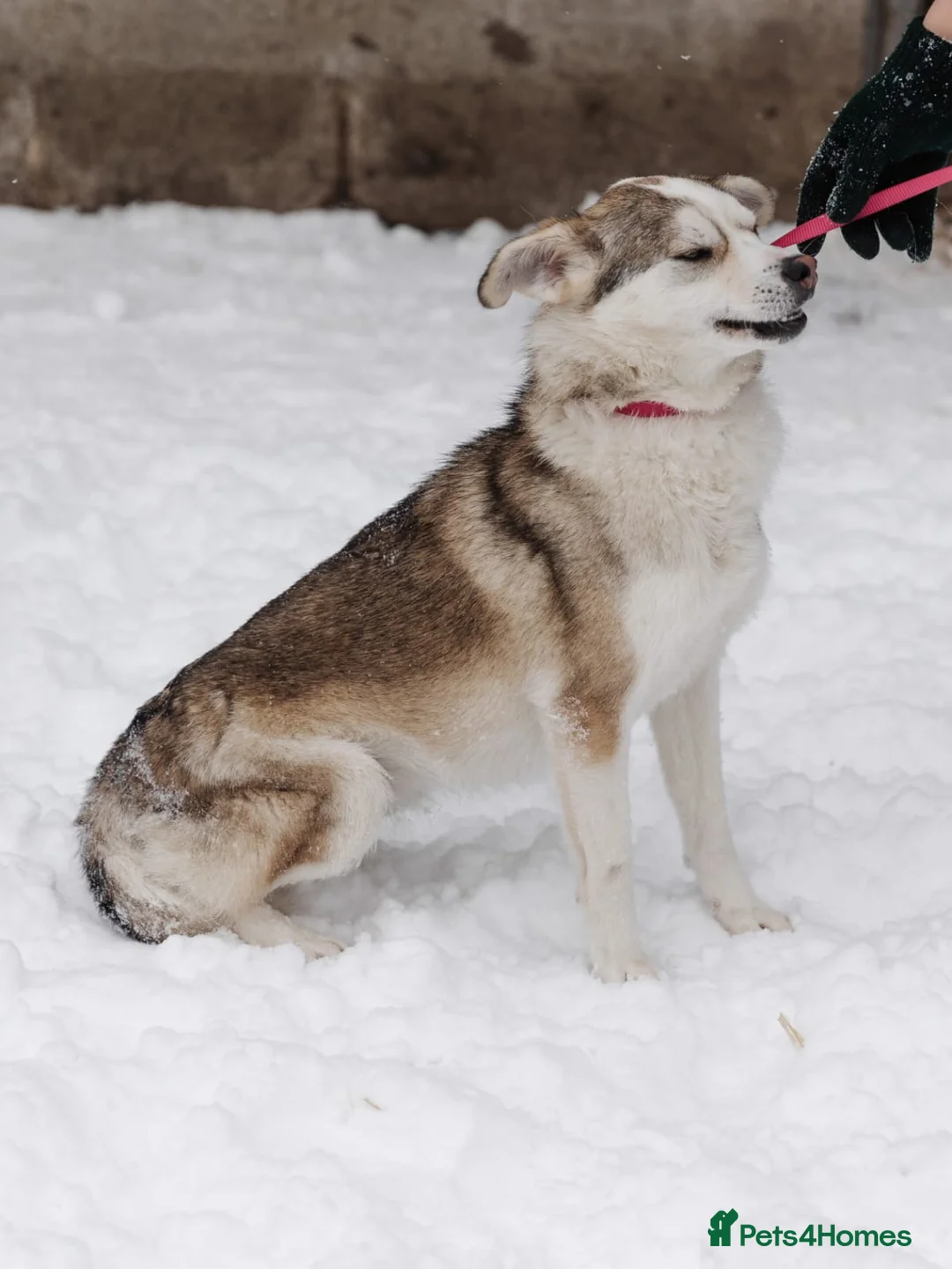Mixed Breed dogs for adoption: ❤️GRACY❤️-a fluffy ball of joy in a small wrap  - Advert 6
