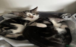 Bengal cats for sale: Half Bengal Kittens - Image 11