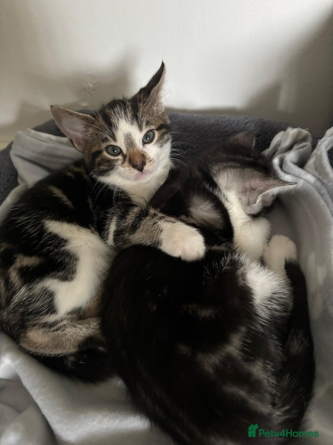 Bengal cats for sale: Half Bengal Kittens - Image 11