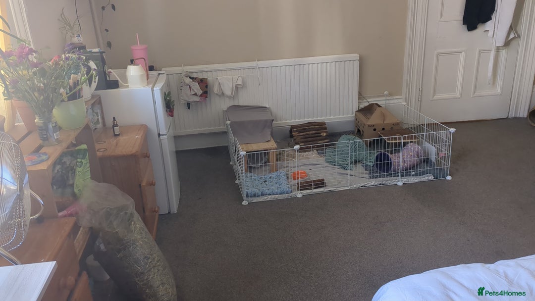 Guinea Pig rodents for sale: Loved guinea pigs need forever home 🩷 - Image 5