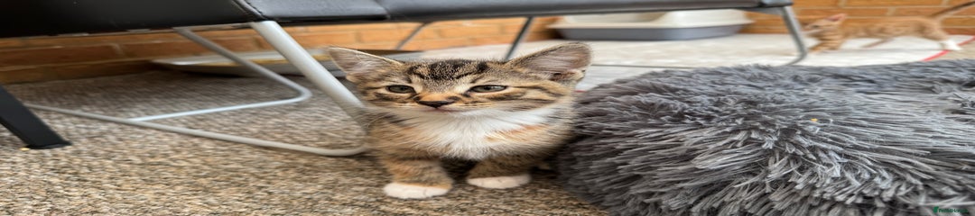 Tabby grey