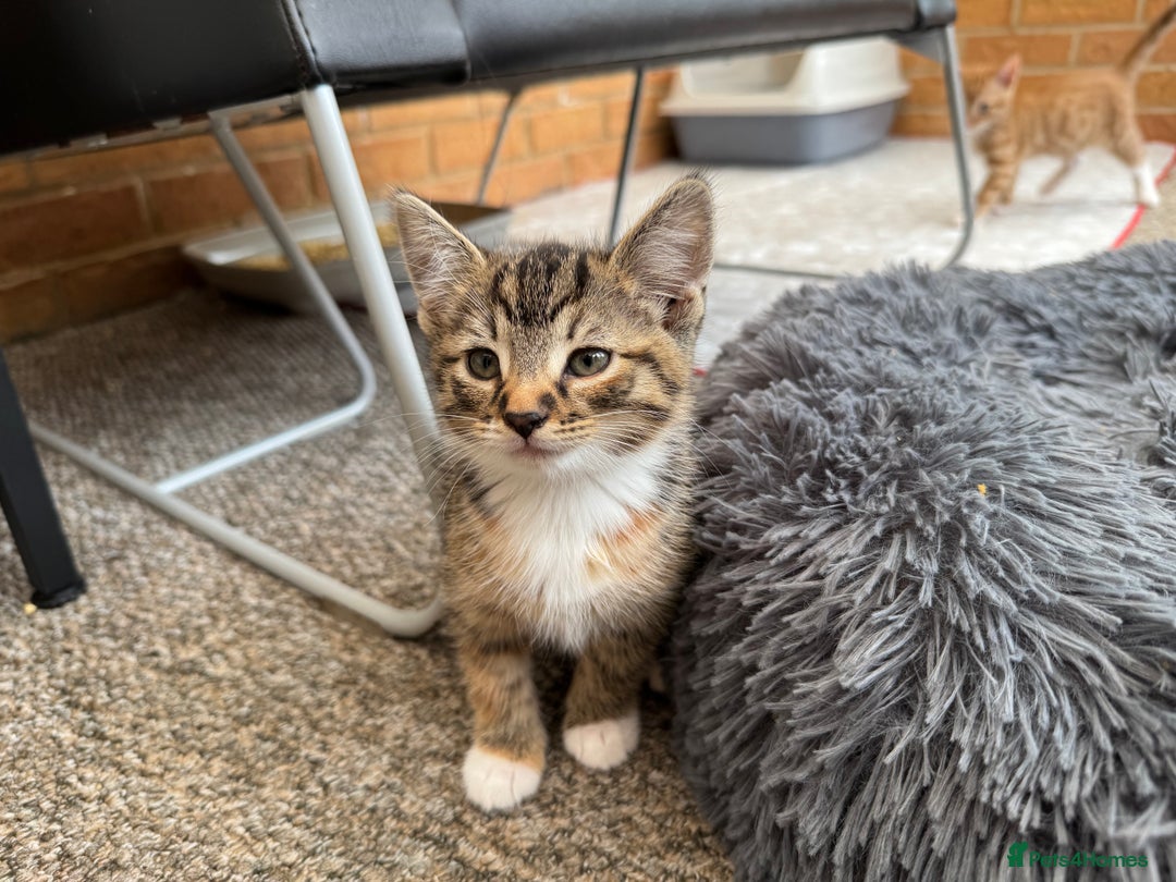 Mixed Breed cats for sale: Cute Kittens for Sale - Ginger, Grey and Black - Image 8