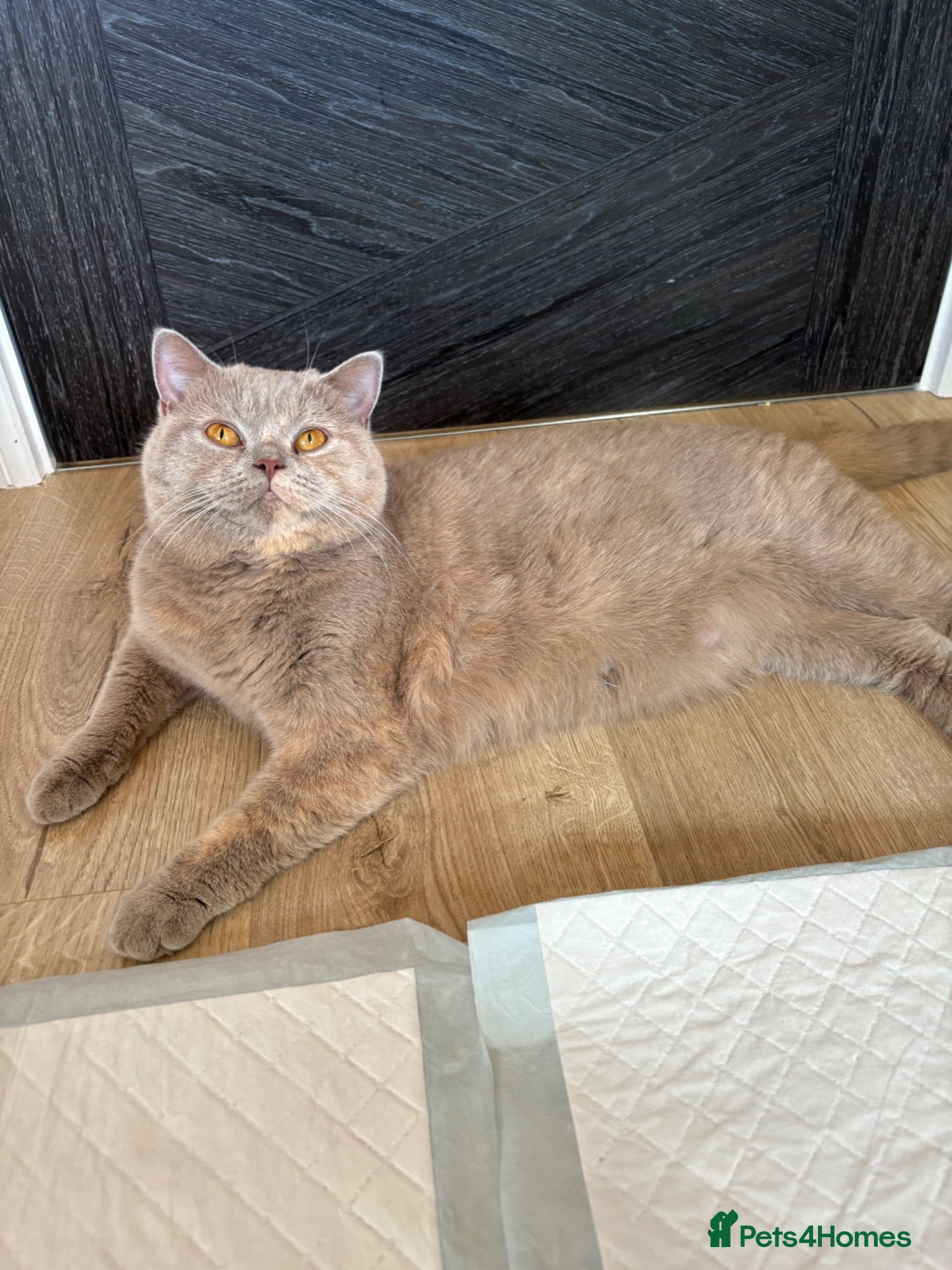 British Shorthair cats British Shorthair GCCF Registered Kittens - Advert 1