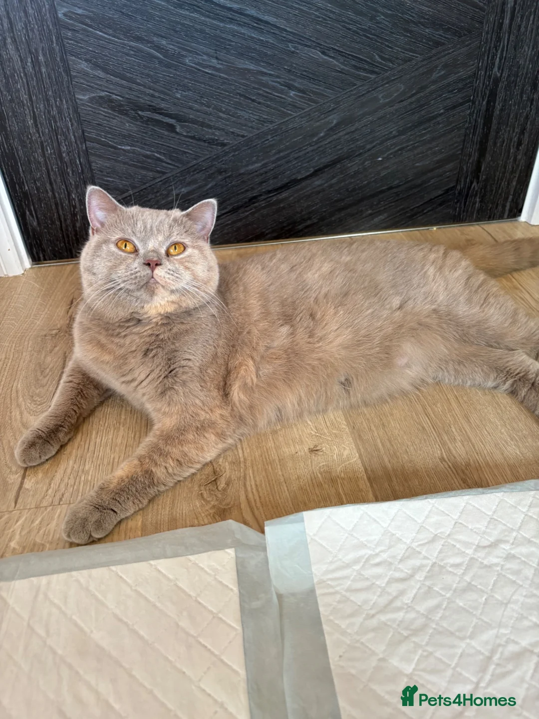 British Shorthair cats for sale: British Shorthair GCCF Registered Kittens in Barnsley - Advert 1