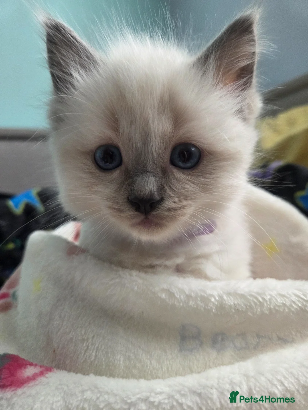 Ragdoll cats for sale: 4 lovely boys🤍💙💜❤️Ragdoll  - Advert 2