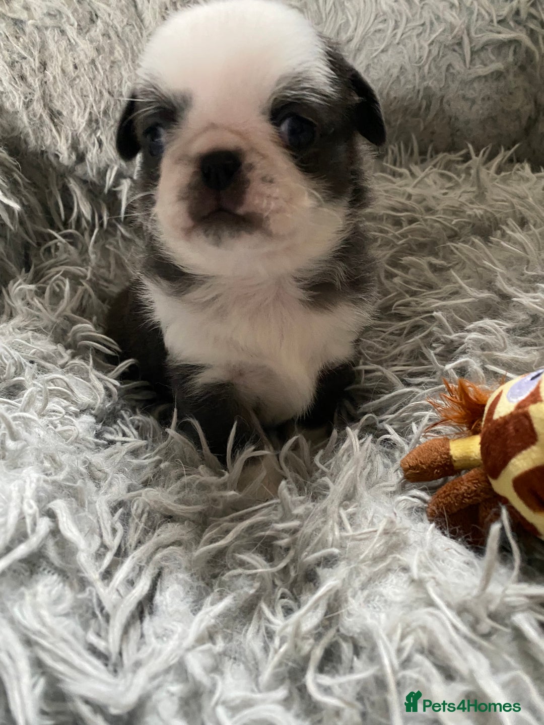 Pug dogs for sale: Beautiful litter of pugs health tested parents 🐶 - Image 3