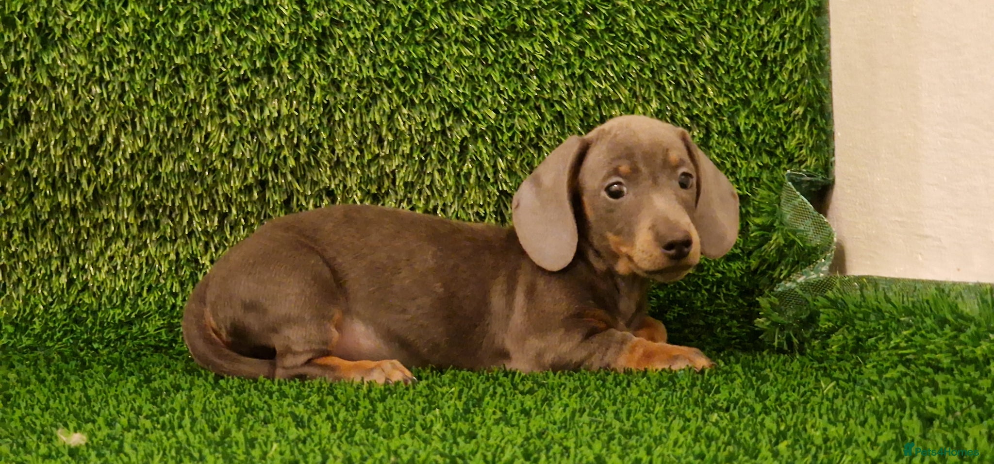 Miniature Dachshund dogs Ready to Leave  1 male 1 female - Advert 10