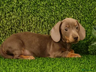 Miniature Dachshund dogs Ready to Leave 1 male 1 female - Advert 10