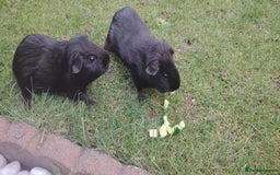 Guinea Pig rodents for sale: Two male guinea pigs brothers well bonded  - Image 3