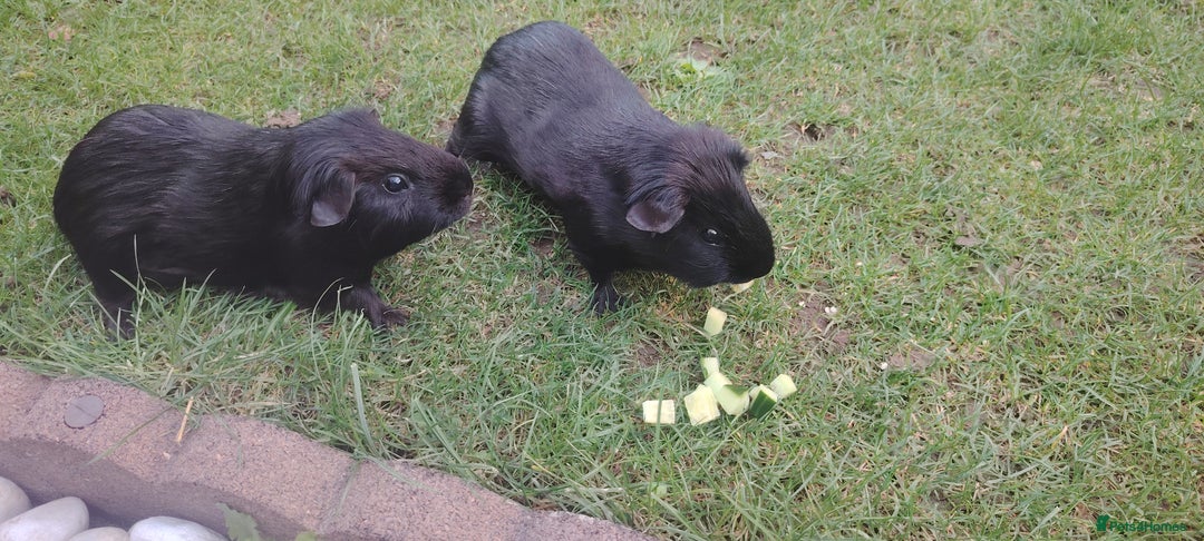 Guinea Pig rodents for sale: Two male guinea pigs brothers well bonded  - Image 3