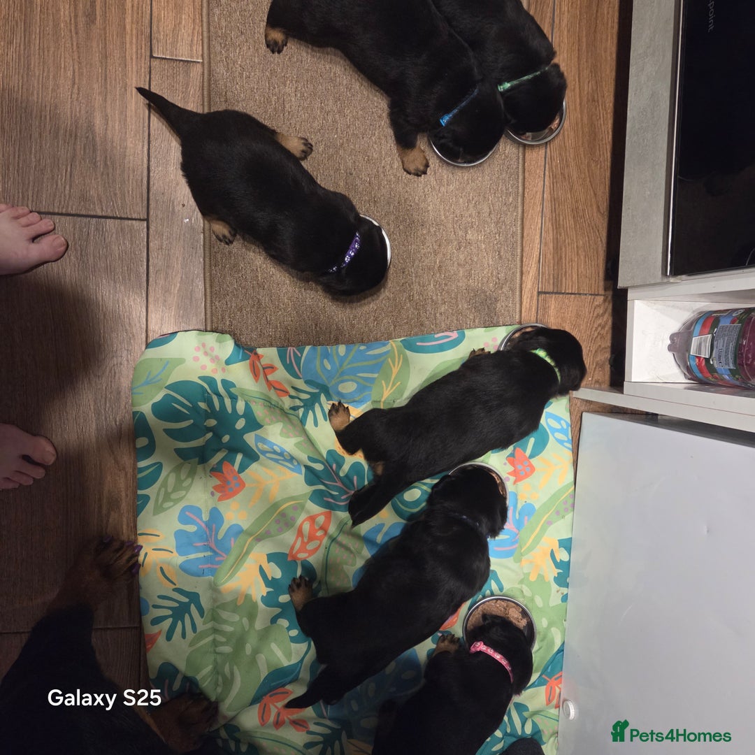 Rottweiler dogs for sale: Puppy rottweiler  - Advert 1