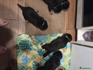 Rottweiler dogs Puppy rottweiler - Advert 2