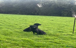 Labrador Retriever dogs for sale: Superb Litter of Black Labrador Puppies - Image 5