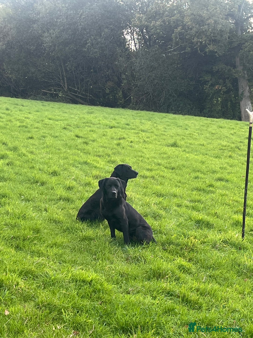 Labrador Retriever dogs for sale: Superb Litter of Black Labrador Puppies - Image 5