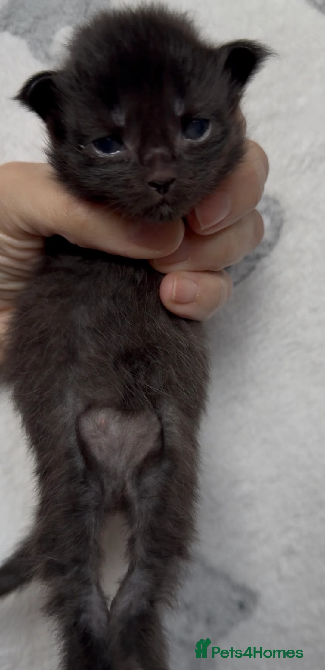 Maine Coon cats for sale: Stunning Maine Coon Kittens Unique Black Smokes - Advert 6