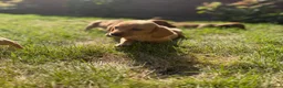 Miniature Dachshund dogs for sale: READY TO LEAVE🏆💙💖 KC REG 5 STAR BREEDER💙💖🏆 - Advert 17