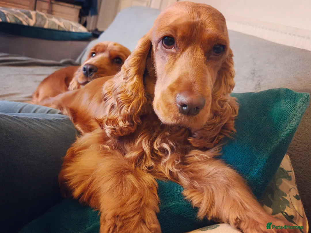 Cocker Spaniel dogs for sale: Two Cocker spaniel dogs. Girl and Boy - Advert 2