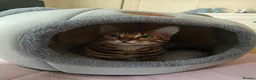 Bengal cats for sale: Bengal cat friendly boy  - Advert 1