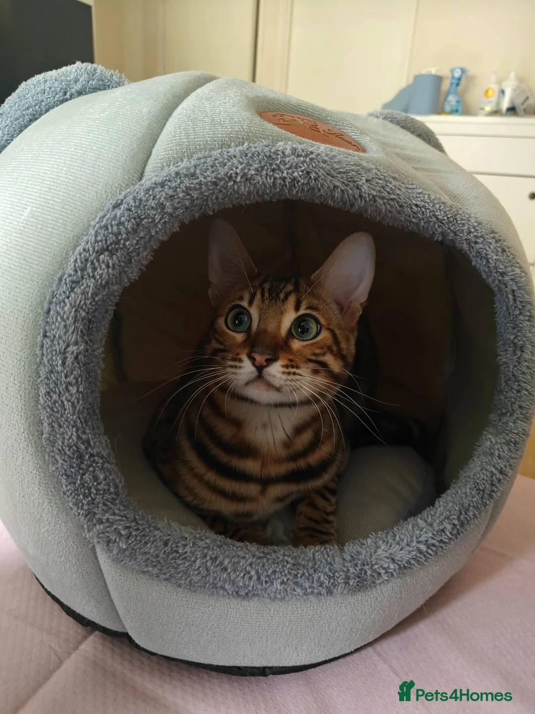Bengal cats for sale: Bengal cat friendly boy  - Advert 1