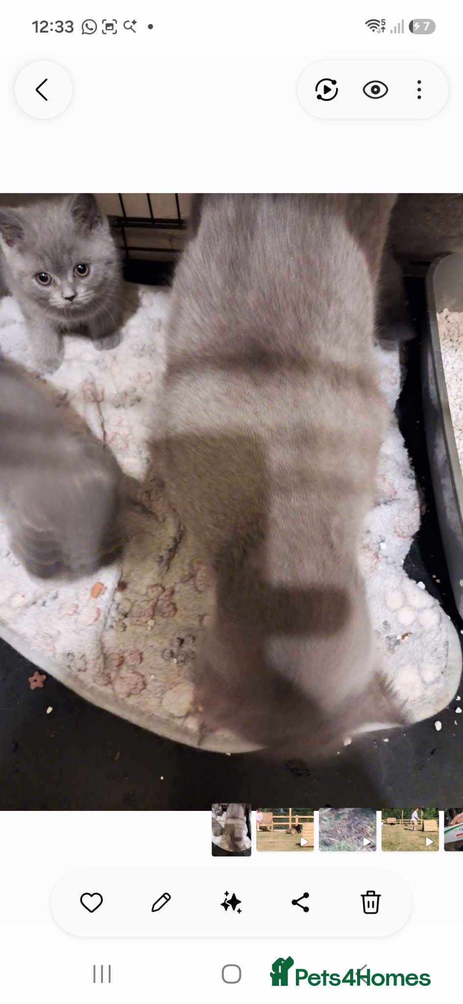 British Shorthair cats Bhs kittens - Advert 1