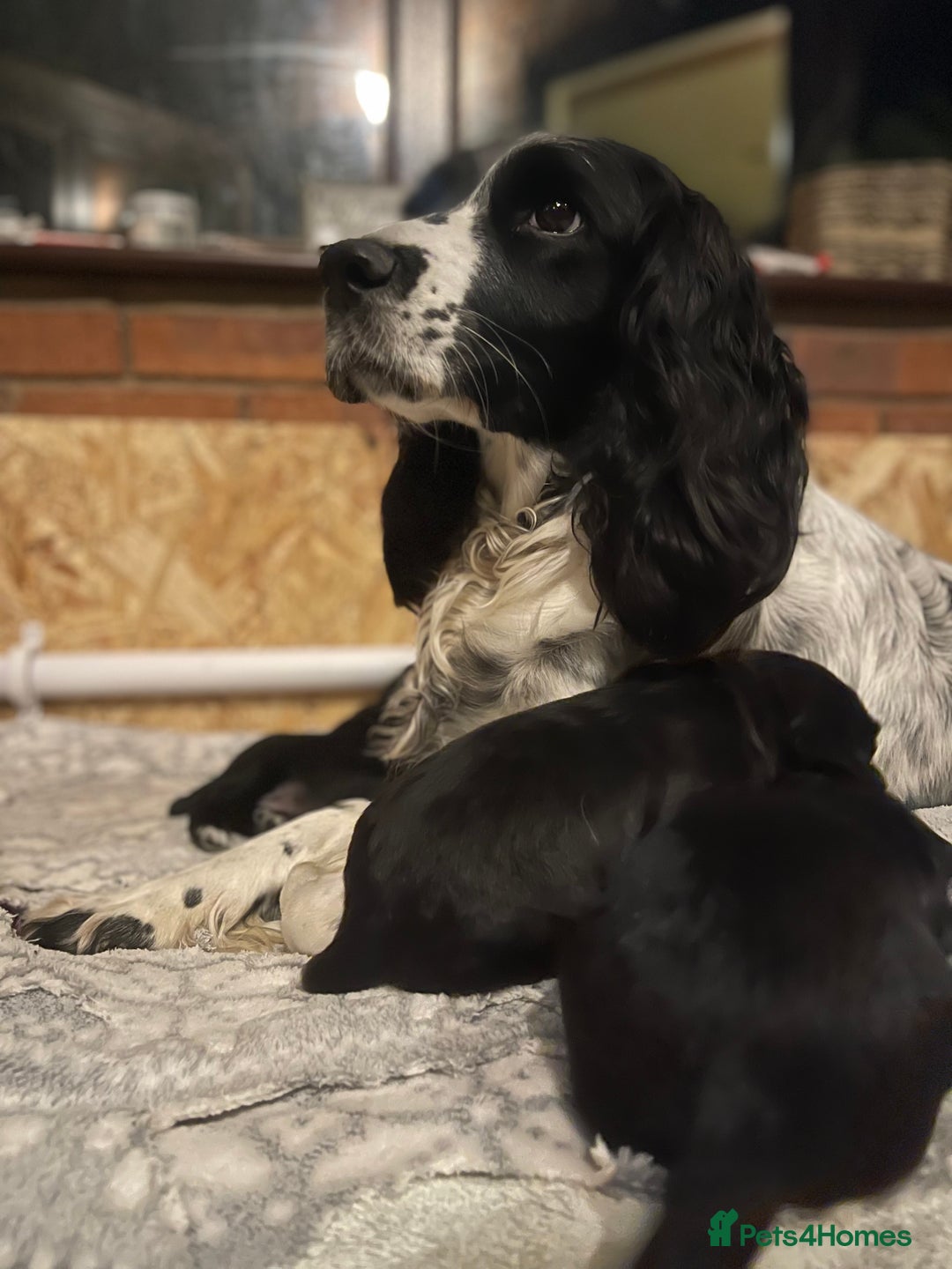 Sprocker dogs for sale: Male Sprocker spaniel puppies  - Advert 7