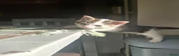 Mixed Breed cats for sale: 2 male kittens 1 female kitten - Advert 7