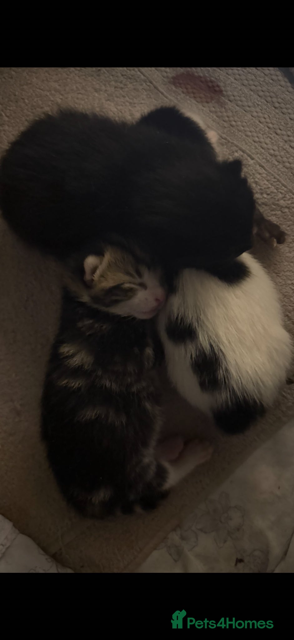 Mixed Breed cats 1 female 1 male left available  - Advert 15