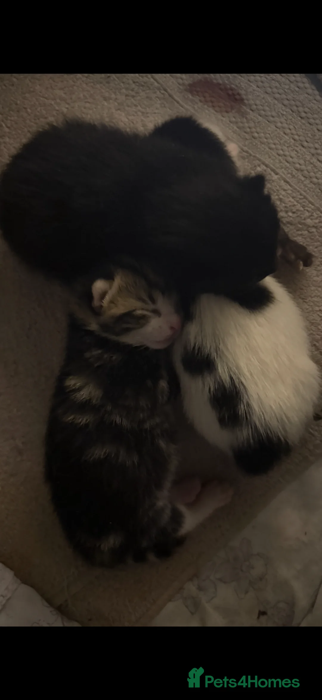 Mixed Breed cats for sale: 1 female 1 male left available  - Advert 1