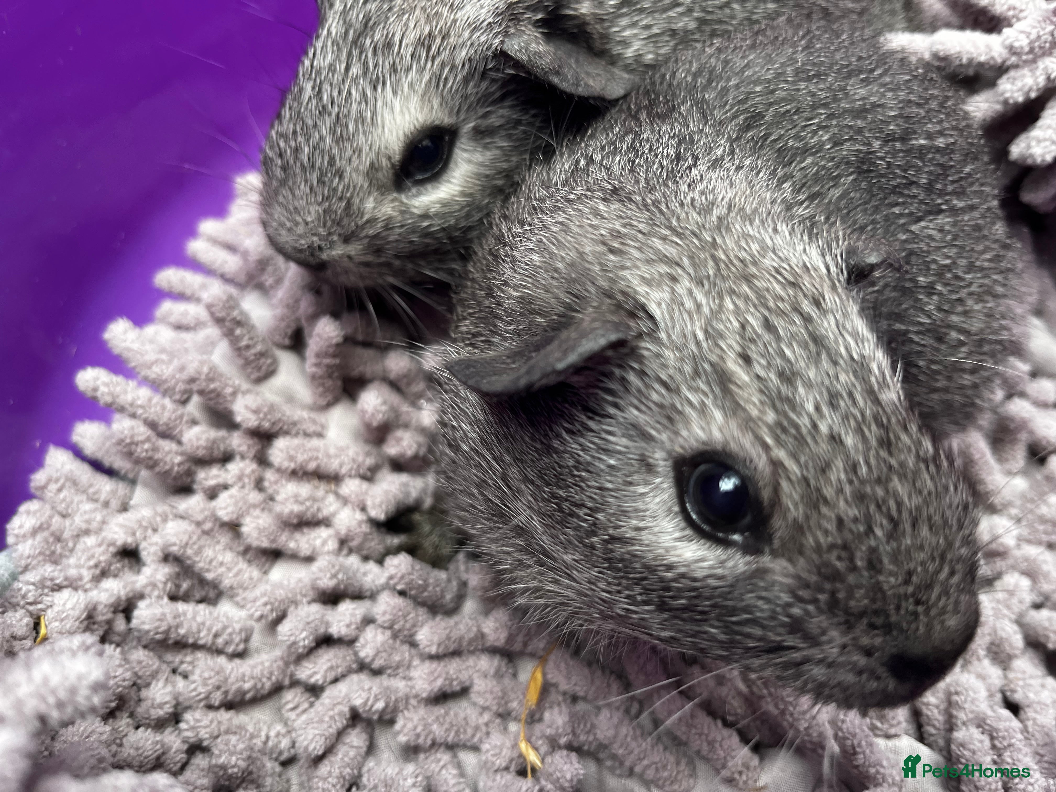 Guinea Pig rodents Bonded Boar (male) Guinea Pigs - Advert 15