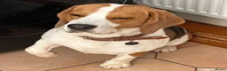Beagle dogs for sale: Tri Beagle for sale in Colwyn Bay - Advert 2