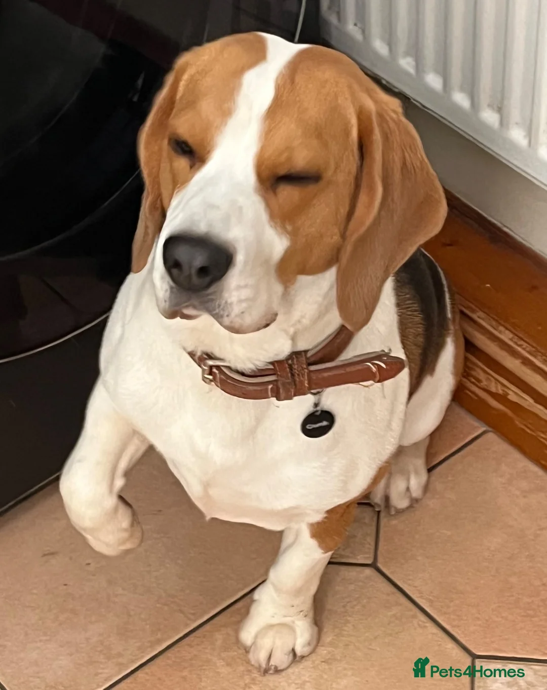 Beagle dogs for sale: Tri Beagle for sale in Colwyn Bay - Advert 2
