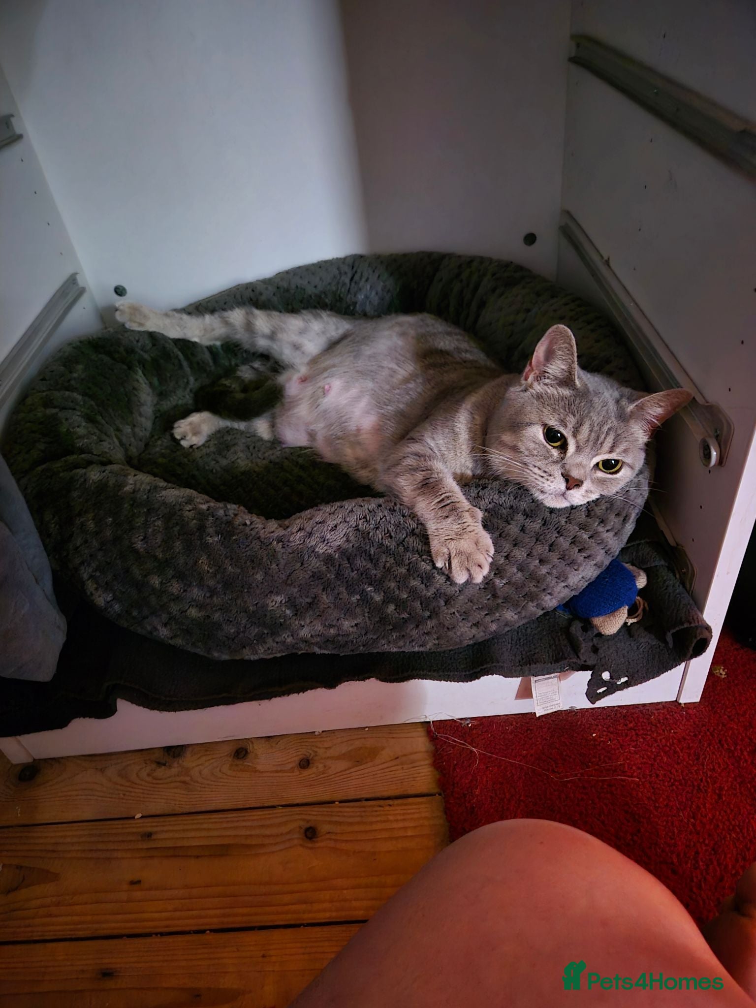 British Shorthair cats British Shorthair ready now!  - Advert 1