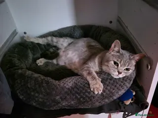 British Shorthair cats British Shorthair ready now! - Advert 1