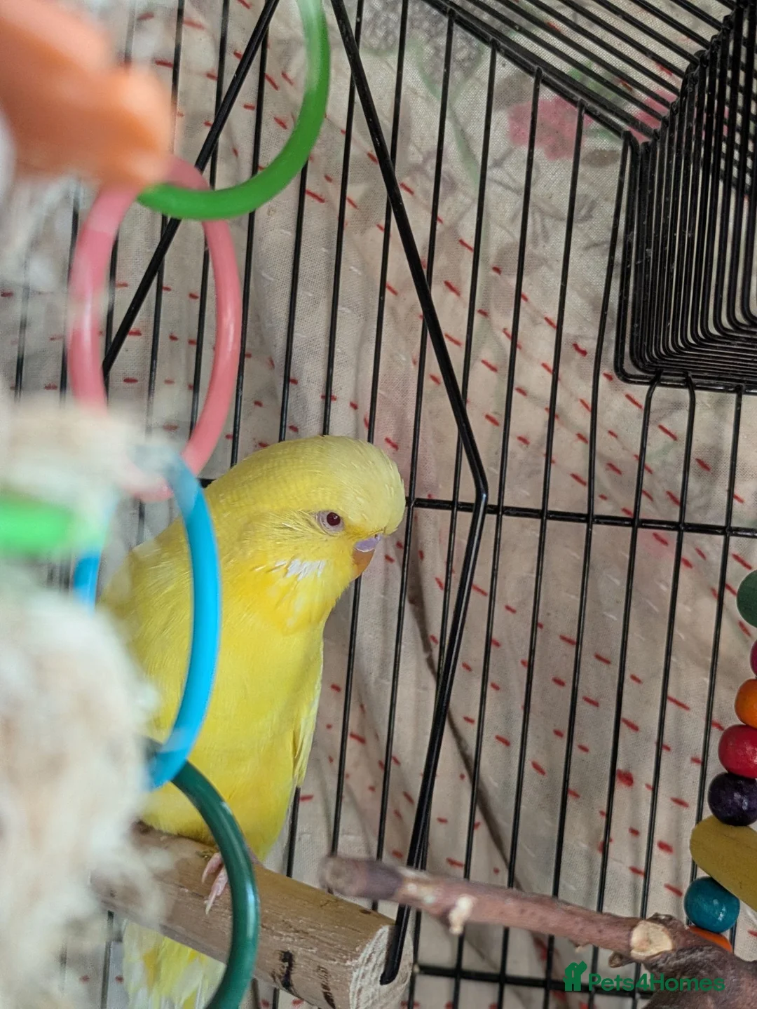 Budgerigars birds for sale: Male Leucistic Budgie - Henry in Sheffield - Advert 3