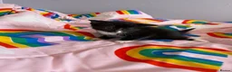 Mixed Breed cats for sale: Playful sweet kittens looking for forever home - Advert 16