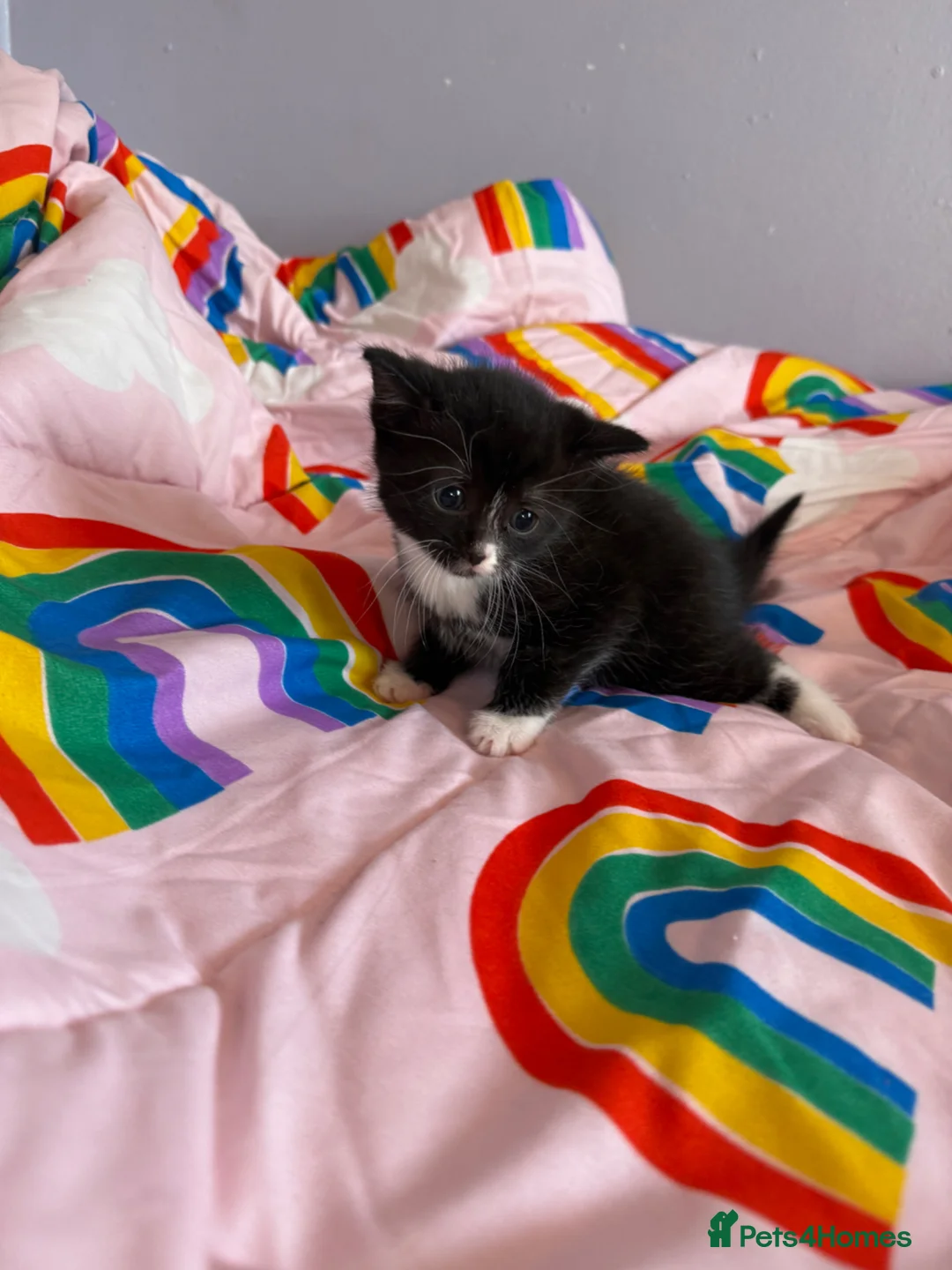 Mixed Breed cats for sale: Playful sweet kittens looking for forever home - Advert 16