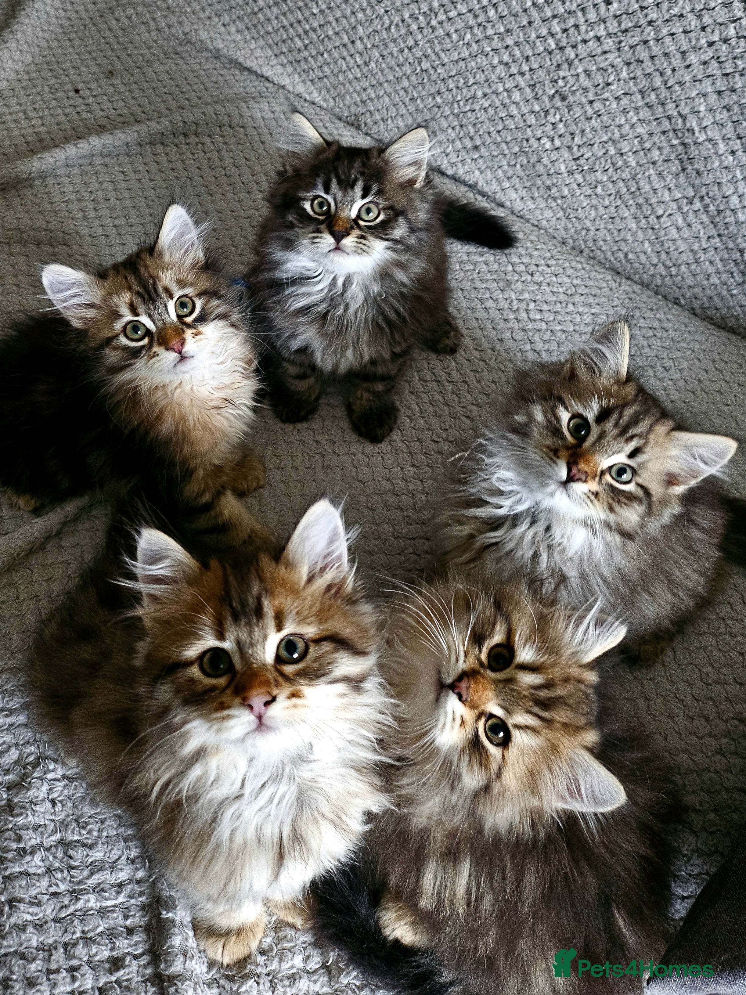 Siberian cats Pedigree Siberian Kittens from Loving Home - Advert 1